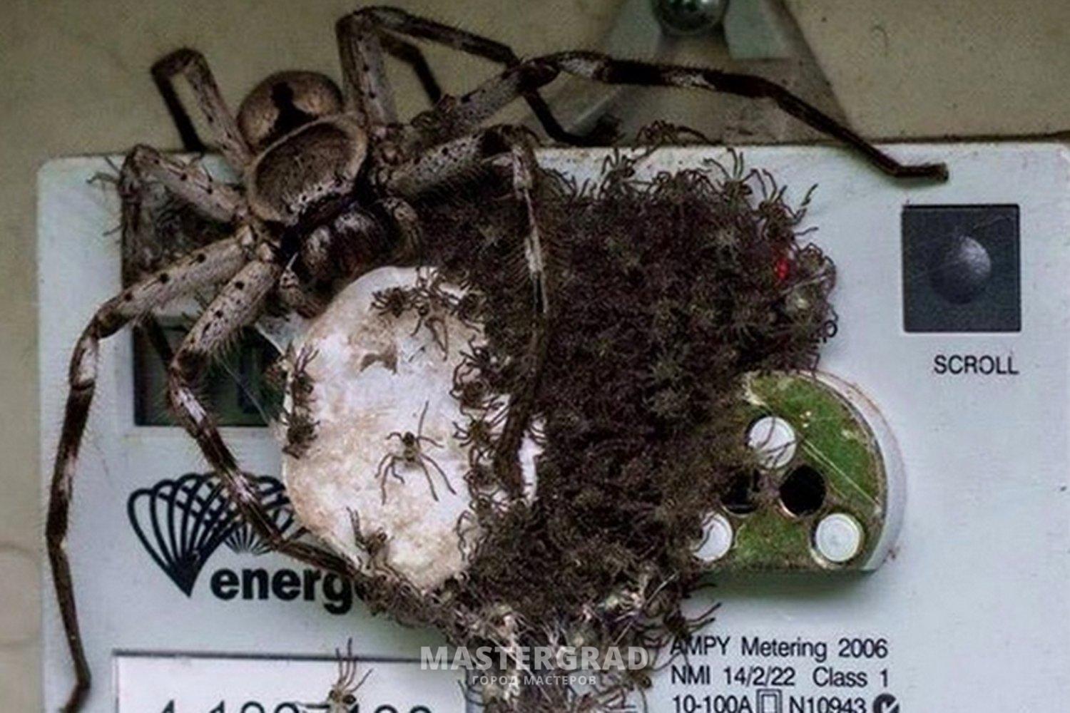 фото пауков страшных